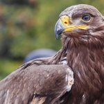 steppe eagle