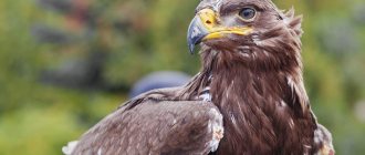 steppe eagle