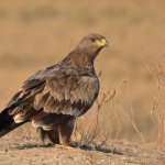 steppe eagle