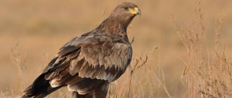 steppe eagle