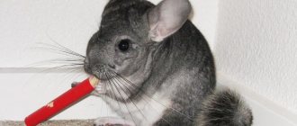 Is it worth keeping a chinchilla at home?