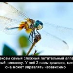 Dragonfly interesting facts for children. Interesting facts about dragonflies 