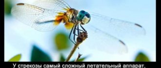 Dragonfly interesting facts for children. Interesting facts about dragonflies 