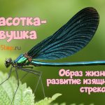 Стрекоза красотка-девушка