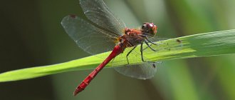 Common dragonfly, also known as Sympetrum vulgatum.