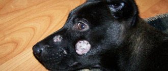 Ringworm in a dog