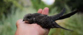 swift bird photo