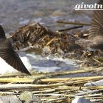 Swift-bird-Lifestyle-and-habitat-of-swift-4