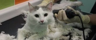 Grooming a cat with thick, long hair