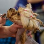 Haircut at home