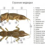 mole cricket structure