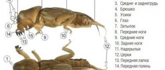 mole cricket structure