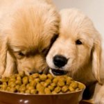 Dry dog ​​food