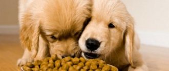 Dry dog ​​food