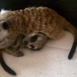 Meerkats at home