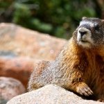 Marmot description