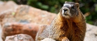 Marmot description