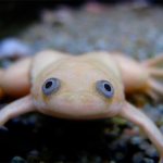 light clawed frog