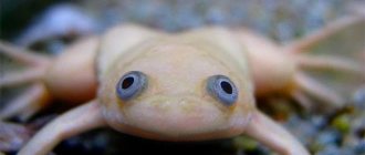 light clawed frog