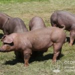 Duroc pigs (pictured) are prominent representatives of farm animals for meat production.