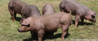 Duroc pigs (pictured) are prominent representatives of farm animals for meat production.