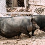 Vietnamese breed pigs (pictured) are unpretentious in care and undemanding when it comes to feed