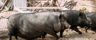 Vietnamese breed pigs (pictured) are unpretentious in care and undemanding when it comes to feed