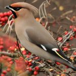 Waxwing (60 photos): description of the bird, where it lives and what it eats