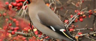 Waxwing (60 photos): description of the bird, where it lives and what it eats