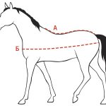 Horse blanket size chart