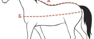 Horse blanket size chart