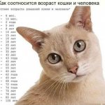 Таблица возраста кошки по человеческим меркам