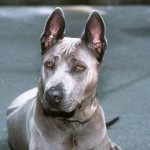 Thai Ridgeback blue color