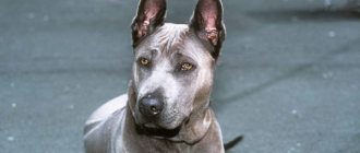 Thai Ridgeback blue color