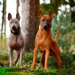 thai ridgeback beginning