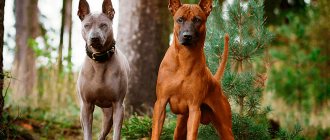 thai ridgeback beginning