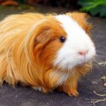 This is what a guinea pig looks like