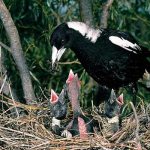 Such tame magpies