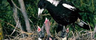 Such tame magpies