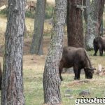 Takin-animal-Description-and-features-of-animal-takin-5