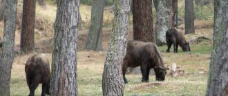 Takin-animal-Description-and-features-of-animal-takin-5