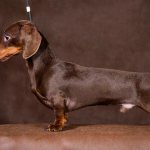 Chocolate Dachshund Photo