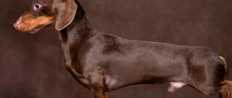 Chocolate Dachshund Photo