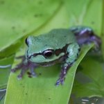 Tasmanian tree frog