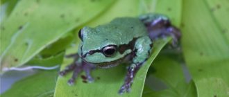 Tasmanian tree frog