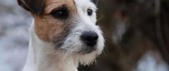 Jack Russell Terrier in heat