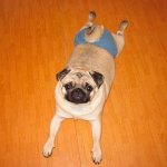 Pug in heat Photo