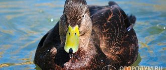 Dark plumage is characteristic of ducks of some domestic breeds and many wild species.