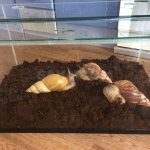 terarium for snail Achatina