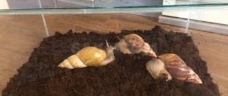 terarium for snail Achatina